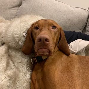 Meet your Posher, Tom